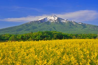 岩木山と菜の花畑| 菜の花越しに見る残雪の岩木山が綺麗です。