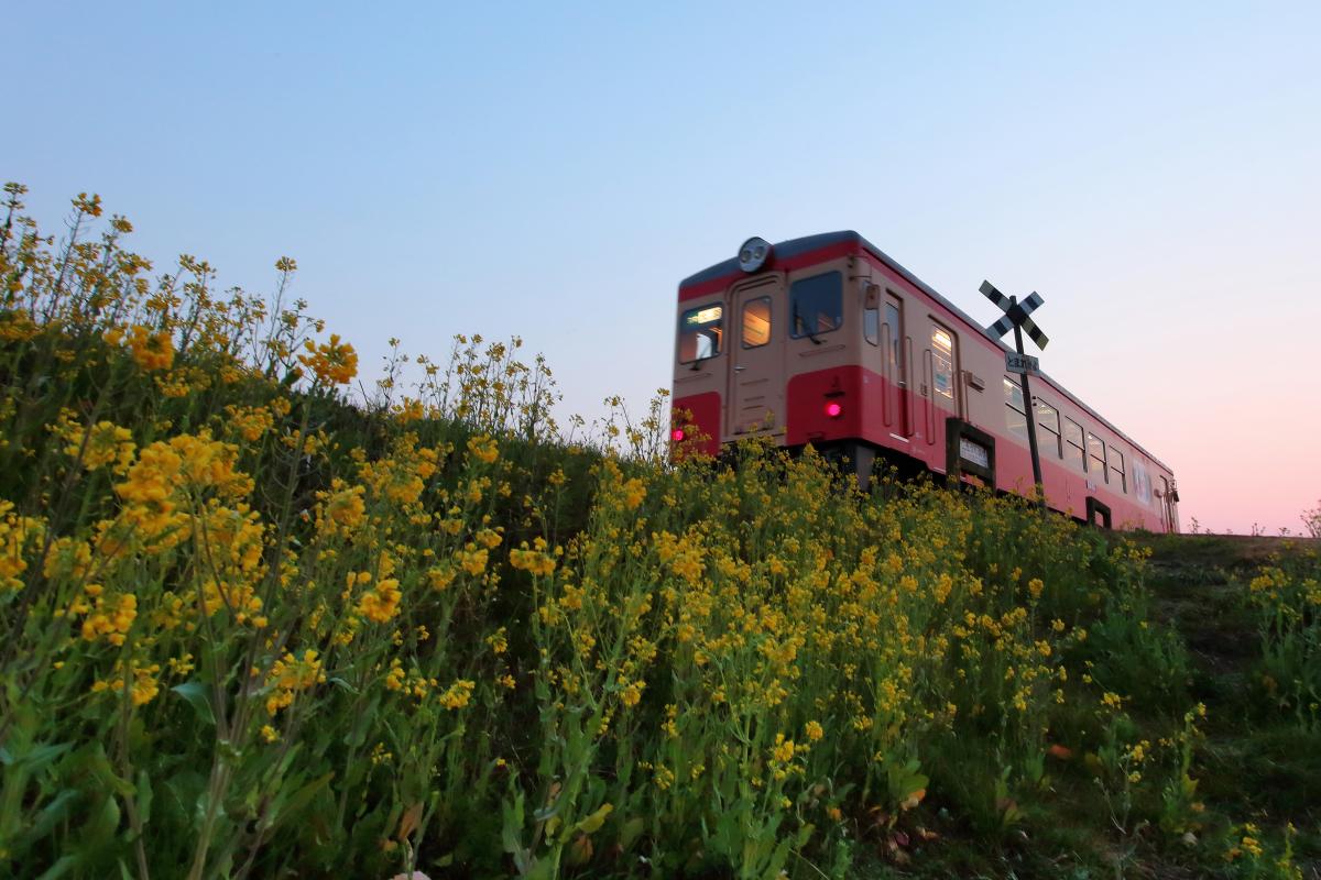 いすみ鉄道 ピクスポット 絶景 風景写真 撮影スポット 撮影ガイド カメラの使い方