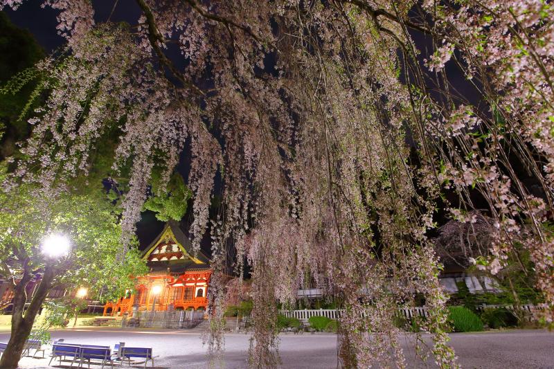 [ 夜桜 ]  夜にはライトアップが行われ荘厳な久遠寺と空を埋め尽くすような枝垂れ桜の共演を楽しむことができます。