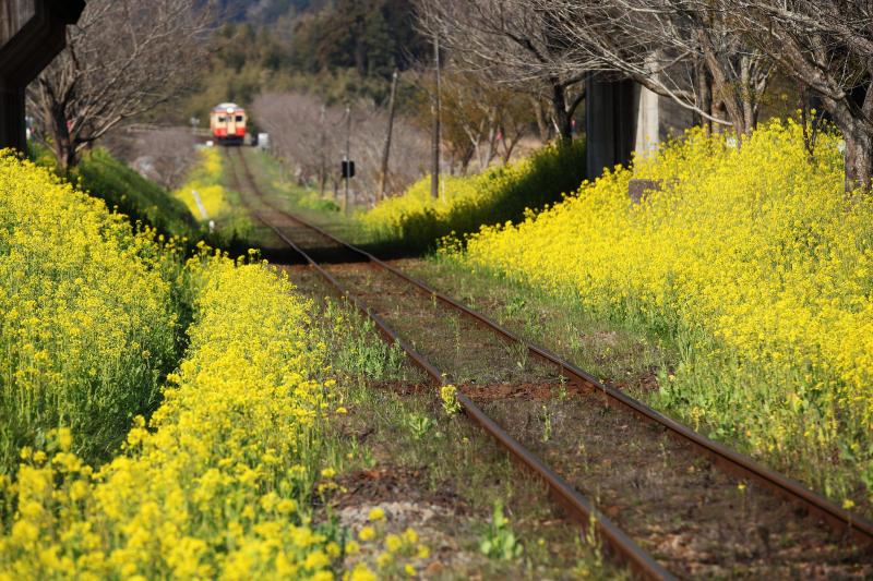 いすみ鉄道 ピクスポット 絶景 風景写真 撮影スポット 撮影ガイド カメラの使い方