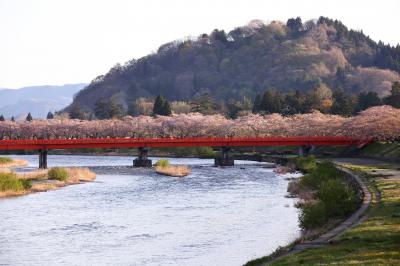 赤い欄干と桜並木| 川のカーブのところには赤い橋があり、その奥には美しい桜が咲き誇っています。