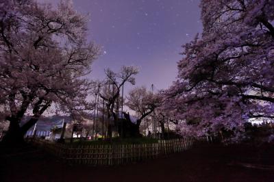 星夜の神代桜| 千年の時を経て咲き誇る神代桜。空にはたくさんの星が輝いていました。