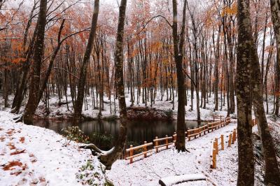 紅葉が終わりを迎える頃、雪の予報を見て美人林へと向かいました。うっすらと積もった雪の上、静かに佇むブナの木々。