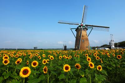 オランダ風車とひまわり| 2万本のひまわりが公園内に咲いています。オランダ風車がシンボル。