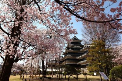 天守閣と桜| 黒い城が印象的な松本城。たくさんの桜の木が植えてあり、春には華やかな風景が広がります。