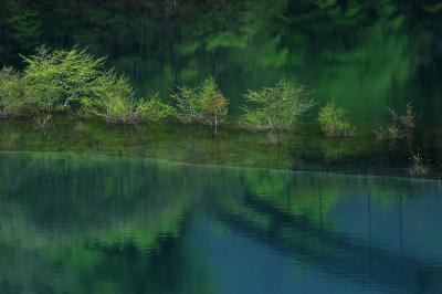 湖面に木々が一列に並んでいます。新緑の映り込みが美しい。