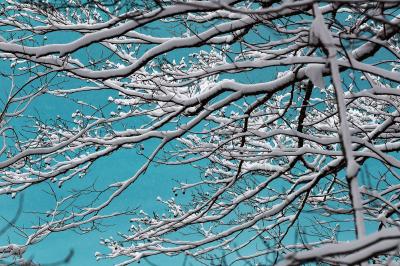 エメラルドグリーンの五色沼。枝に積もった雪はまるでアート。