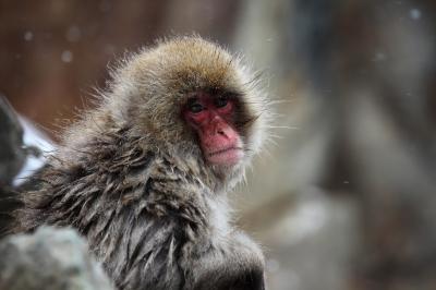 人馴れしている猿たちは、とても自然な表情を見せてくれます。