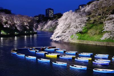 千鳥ヶ淵夜景| 夜には桜がライトアップされ、千鳥ヶ淵名物のボートが並びます。