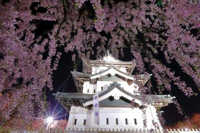 ライトアップで照らされた枝垂れ桜と弘前城。