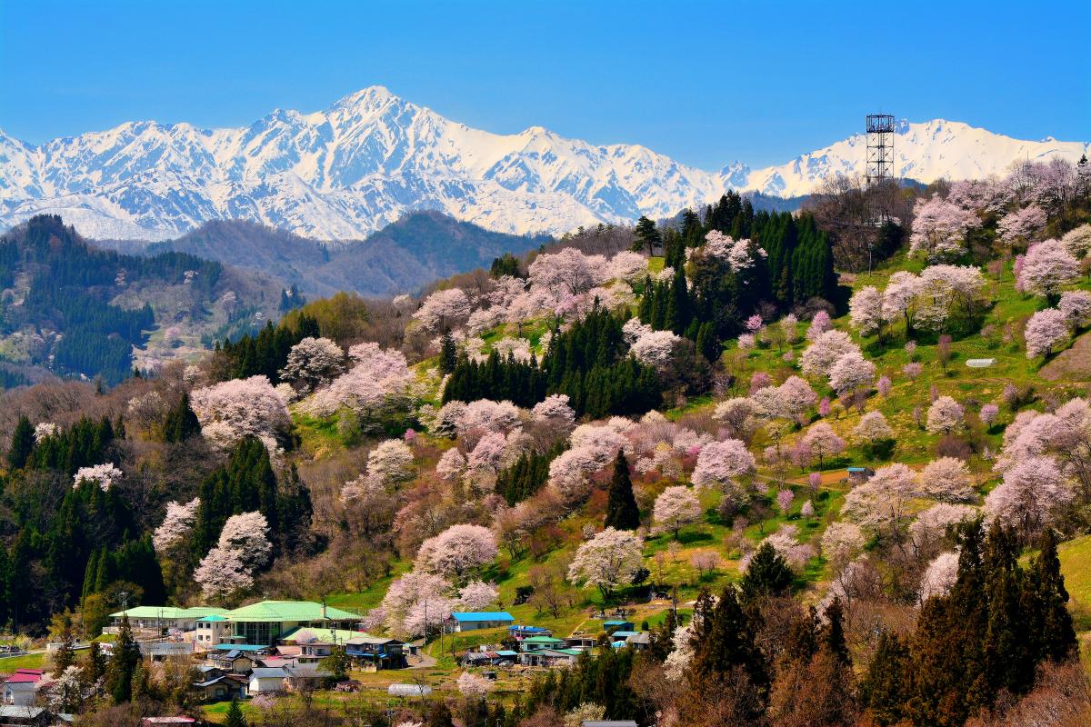 満開桜山