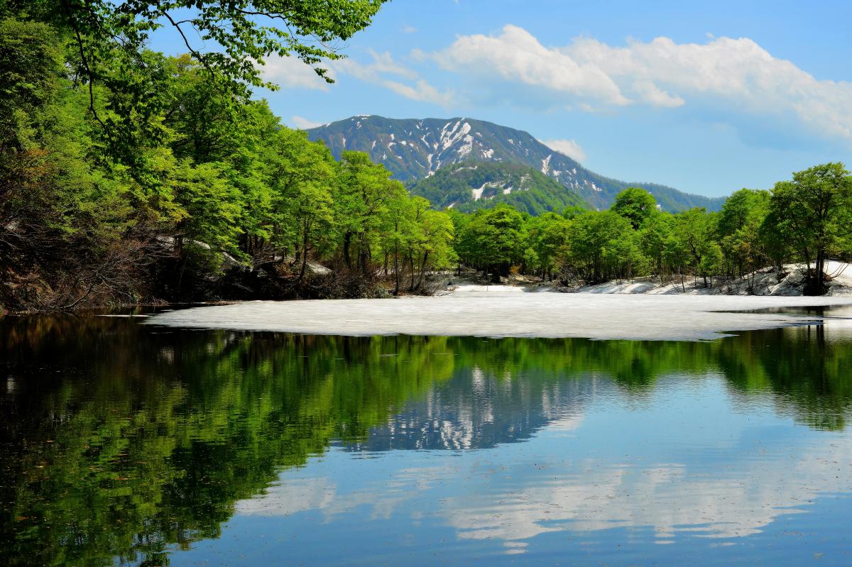 深い森と空を映す水鏡 水の流れがある北側だけ氷が解けていました。鎌池は鎌の形をしている池なので途中から左に曲がっています。