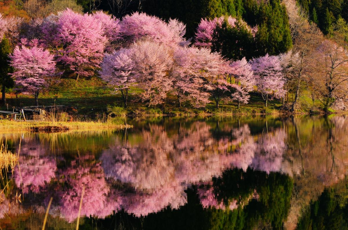 中綱湖 中心部 桜が密集している部分。見る角度によって違った趣があります。風が吹き揺らぐ湖面。