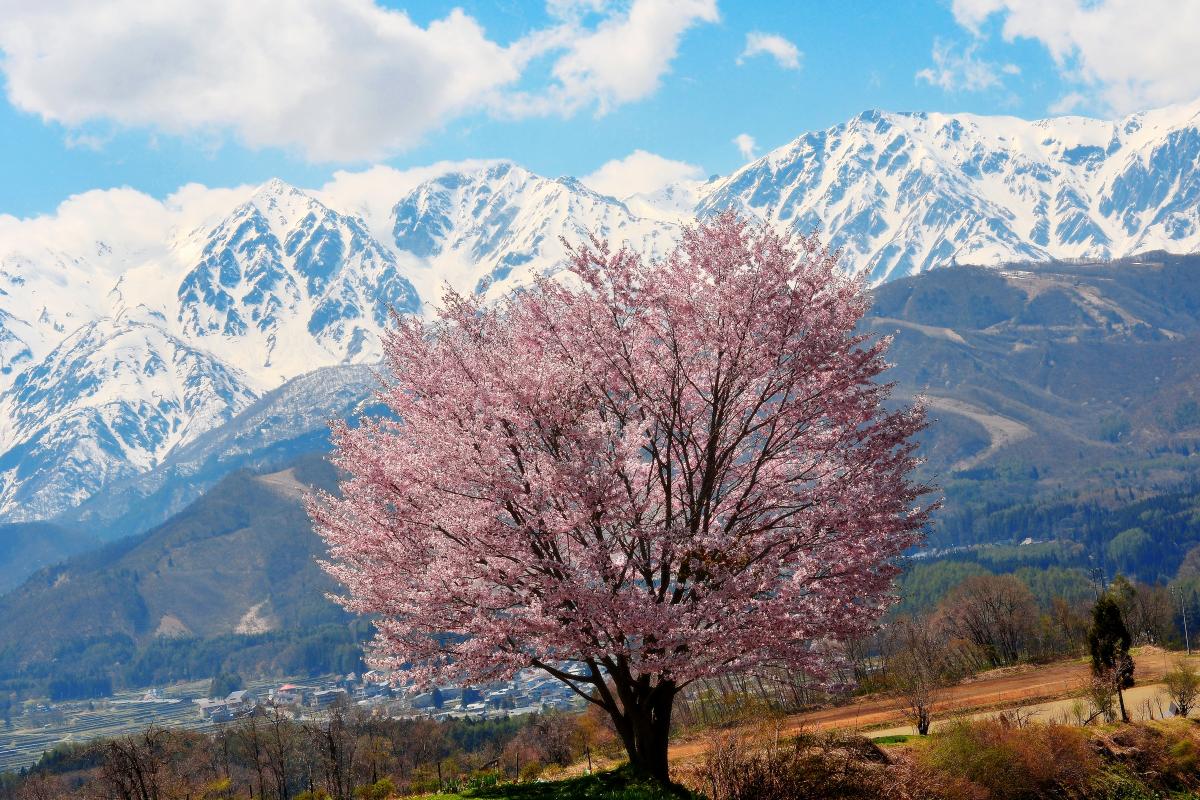 残雪の白馬三山と桜の大パノラマ 野平の桜 訪問記 ピクスポット 絶景 風景写真 撮影スポット 撮影ガイド カメラの使い方