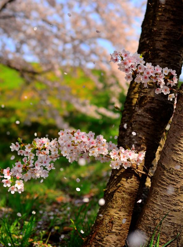 [ Stop ]  舞い散る花びらが空中に浮かんでいました。