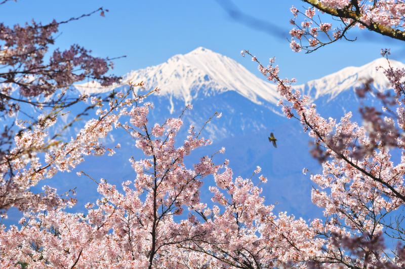 [ 光城山からの常念岳 ]  