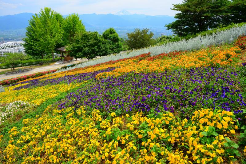 [ 斜面に広がる花畑 ]  園内は果樹・花で溢れています。季節ごとに違った風景を楽しむことができます。