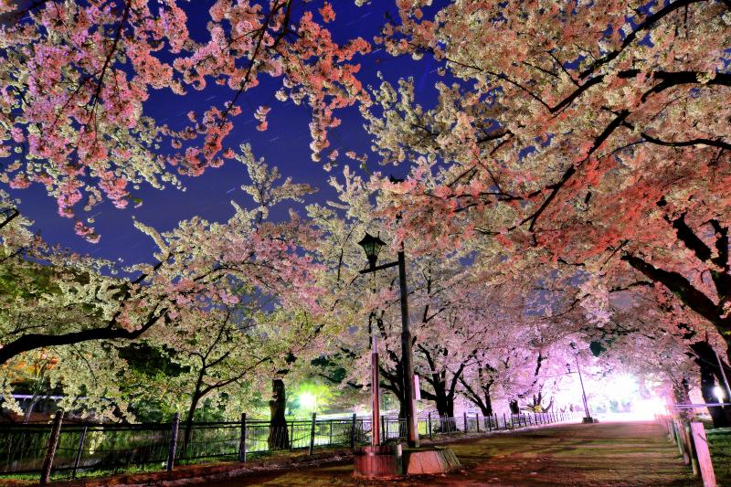 [ 星桜 ]  ライトアップ終了後の桜並木と星空。無風の夜だったので桜が止まっています。