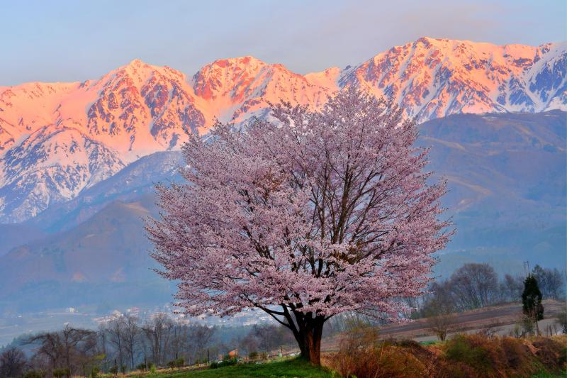 信州春風景| 桜色に染まる白馬三山。右から白馬岳、杓子岳、白馬鑓ヶ岳。