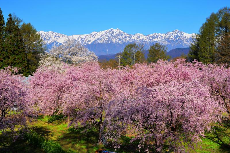 番所の桜山 | 