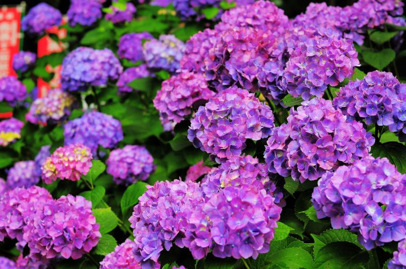 信州 善光寺平 紫陽花めぐり ピクスポット 絶景 風景写真 撮影スポット 撮影ガイド カメラの使い方