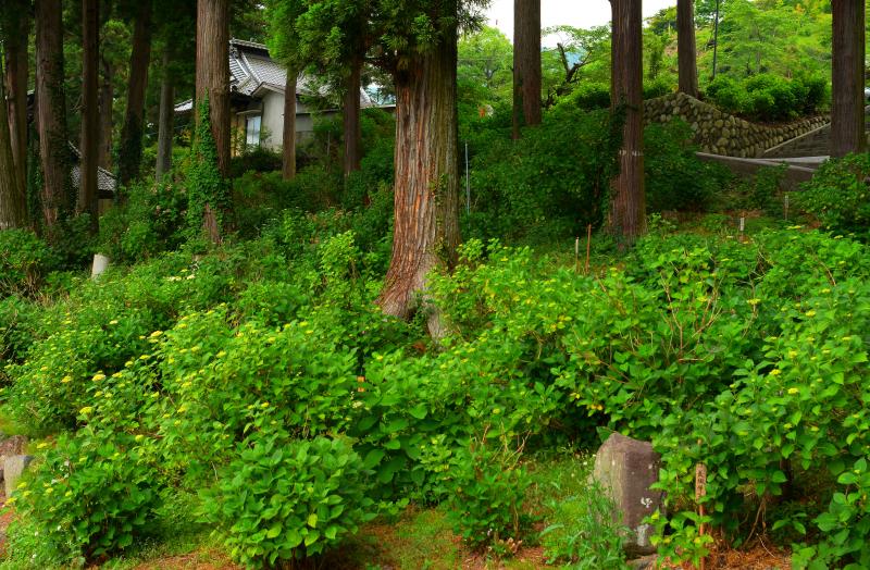 [ 紫陽花密集地点 ]  