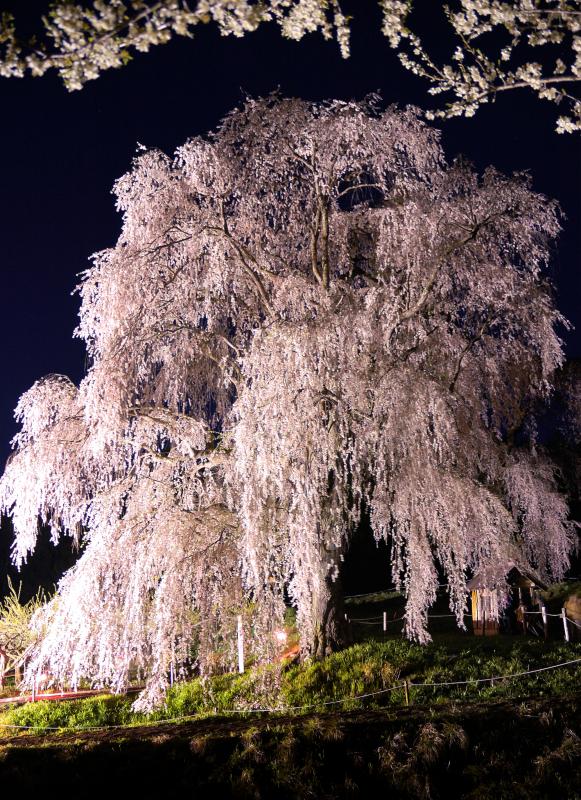 [ 水中のしだれ桜 ]  ライトアップに照らされ幻想的に浮かびあがります。2006年 春