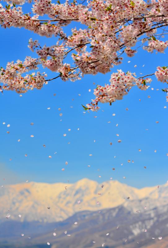 [ 浮遊 ]  ふわふわと舞いおりる桜の花びら。快晴で空気が澄んだ日。残雪の北アルプスが輝いていました。