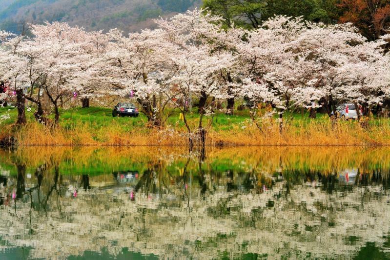 [ 治田公園の桜 ]  