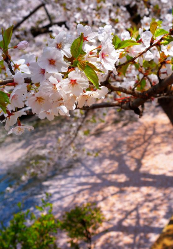 [ 影 ]  竜ヶ池を埋め尽くす花びらが、桜の影を映していました。