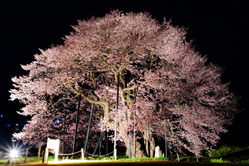 [ 孤高 ]  均整のとれた姿の美しい江戸彼岸桜。ライトアップにより陰影が強調され立体的に見えました。