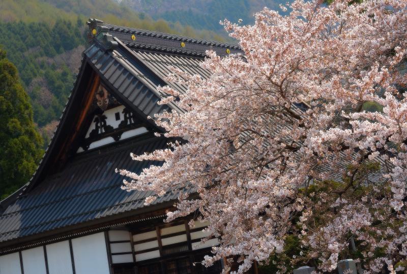 [ 和 ]  立派な屋根と桜