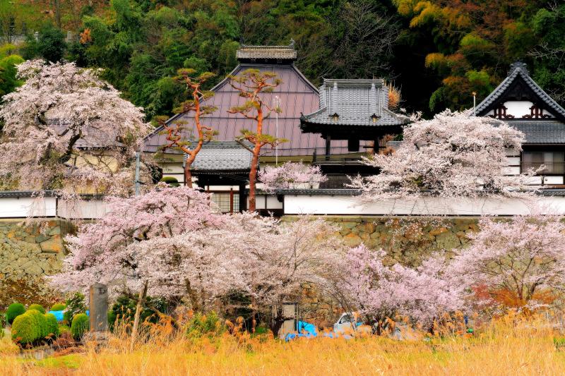 [ 大雲寺の桜 ]  