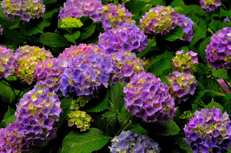 [ 梅雨空に咲く紫陽花 ]  雨に濡れたあじさいが生き生きとしています。違う雰囲気の写真に仕上がりました。
