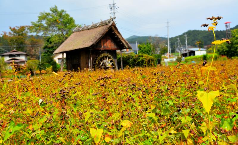 [ 水車小屋 ]  中山高原のお隣、大町市美麻 新行高原。水車で石臼を回し、そば粉を挽いています。「新行そば祭り」では風味の良い手打ちそばを味わえます。