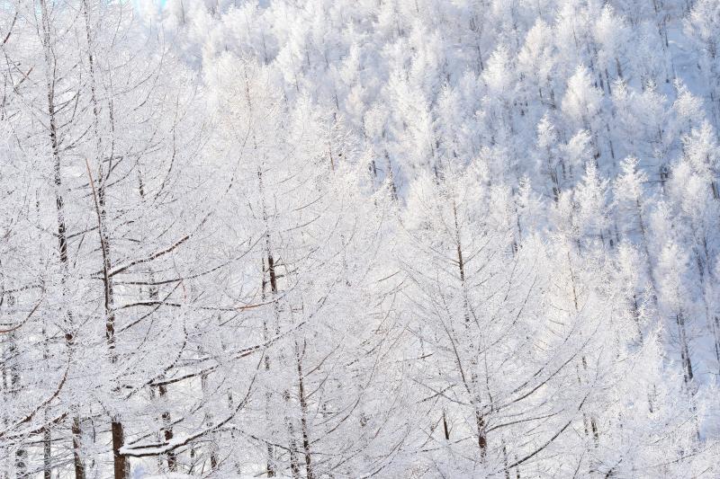 [ カラマツ霧氷 ]  日中の最高気温が氷点下の真冬日。よく晴れた日は太陽光でより白く輝きます。