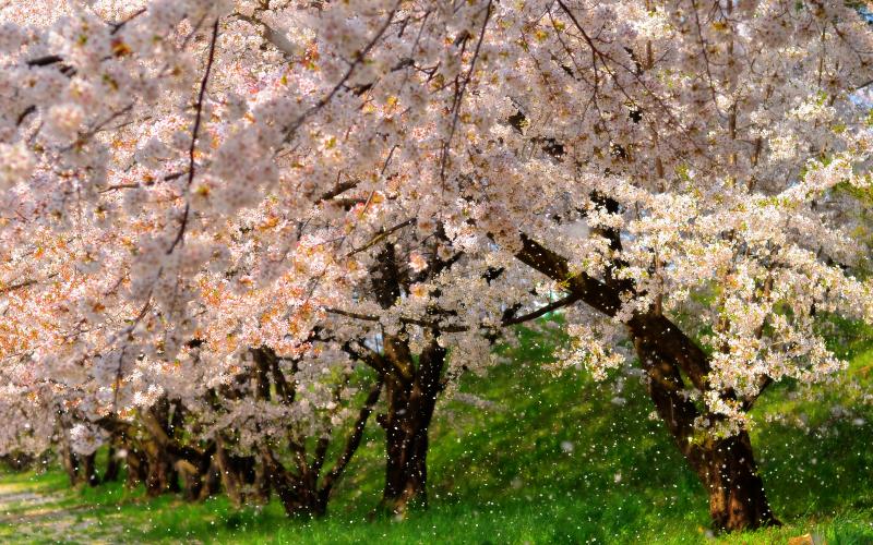 [ 桜吹雪 ]  臥竜公園の南側にある百々川緑地の桜並木。河川敷を吹き抜ける風が桜を揺らし、無数の花びらが舞い散ります。