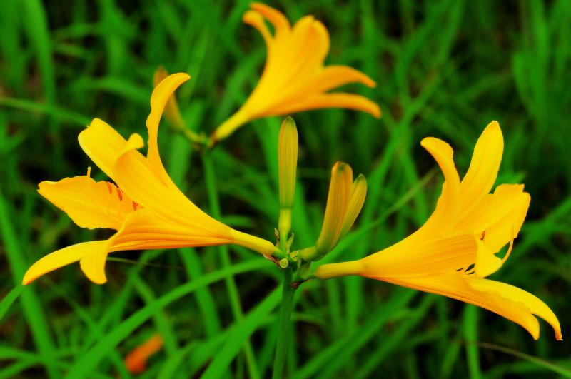 [ ニッコウキスゲ ]  ニッコウキスゲの花とつぼみ