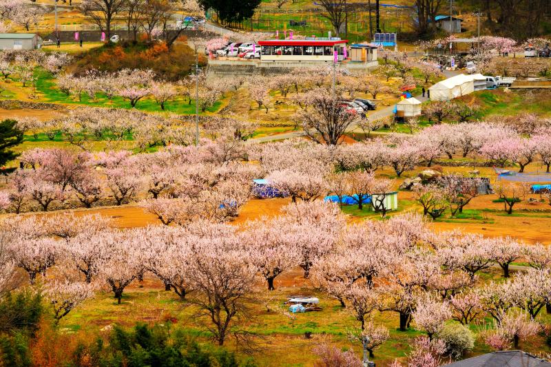 [ あんずの里 ]  標高380～450mの緩やかな傾斜地に広がるあんず畑。平地→中間→山際の順に満開をむかえる。千曲市観光協会による開花状況を参考に。