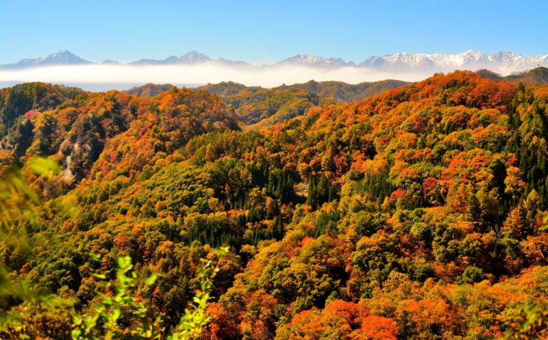 [ 秋本番 ]  雪化粧した北アルプスが紅葉の装いに。信州の紅葉前線は山から里へと降下していきます。