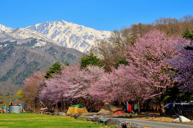 [ 白馬岳と桜並木 ]  