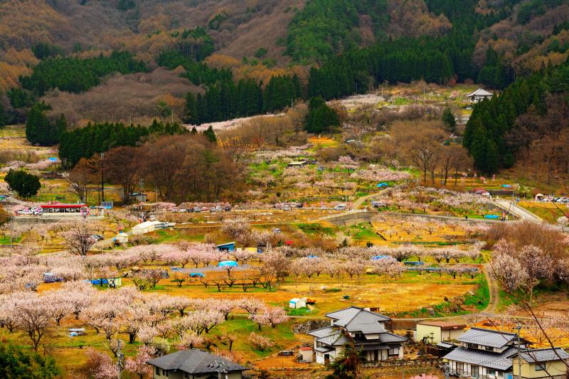 [ あんずの里「森地区」展望台 ]  左の赤い屋根が「上平展望台」右の坂道が「窪山展望台」入口。両方とも駐車場があります。