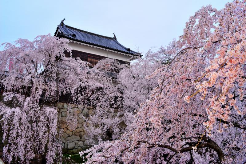 上田城千本桜まつり| 