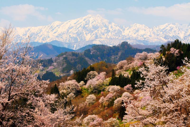 [ 二反田の桜 俯瞰 ]  