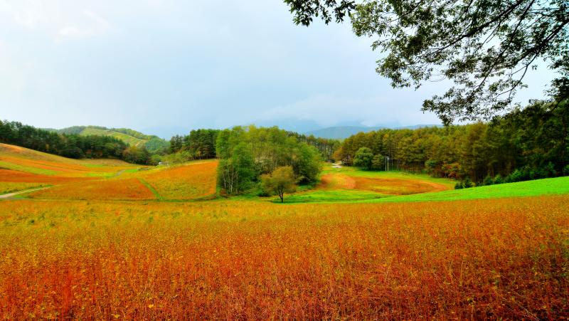 [ 秋の中山高原 ]  中山高原全景。なだらかな丘が特徴。中央の一本桜とカラマツ林の紅葉。