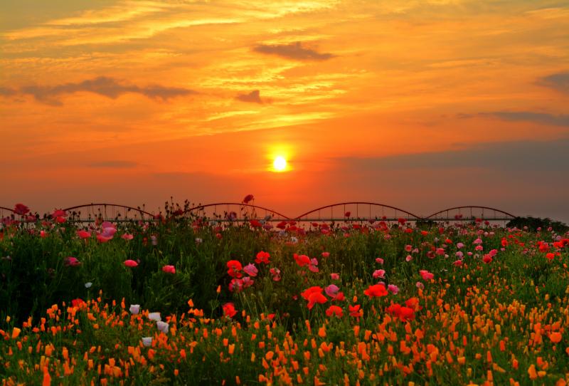 [ 燃える空とポピー畑 ]  ポピー畑と水道橋の後ろに夕日が落ちていきます。静かな一日の終わりを感じることができました。