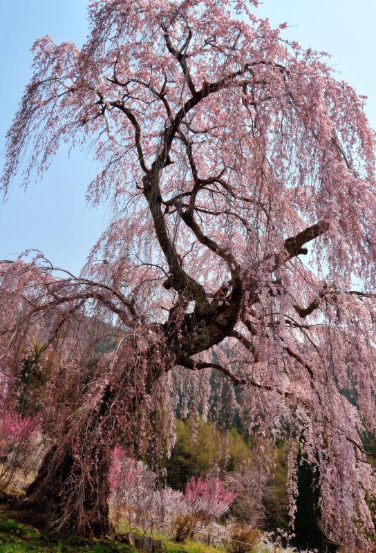 [ 立ち姿 ]  背が高く姿が美しい枝垂桜です。