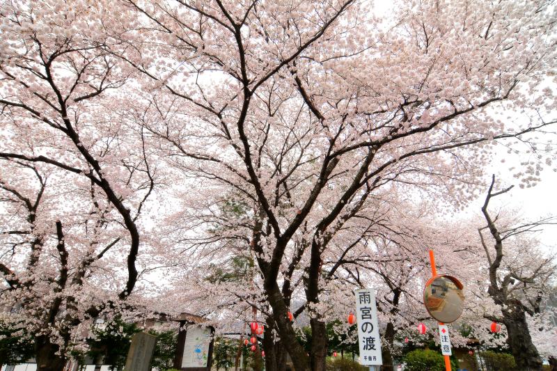 [ 雨宮の渡しの桜 ]  