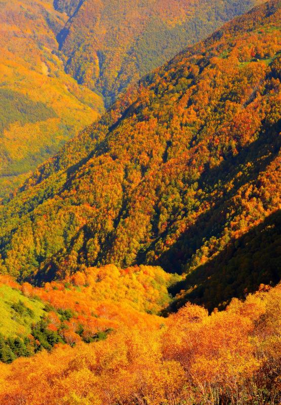 [ 信州 高山村 錦秋 ]  