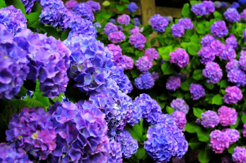 信州 善光寺平 紫陽花めぐり ピクスポット 絶景 風景写真 撮影スポット 撮影ガイド カメラの使い方